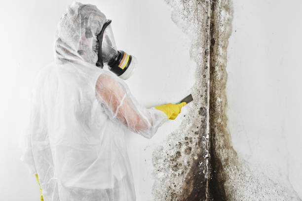 Mold Removal and Inspection in Viera West, FL