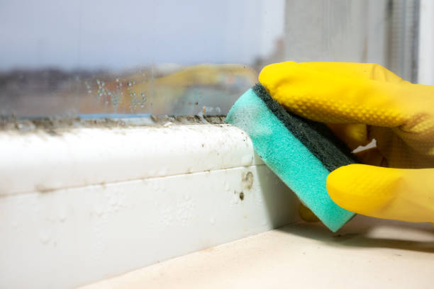 Best Mold Removal and Inspection  in Viera West, FL